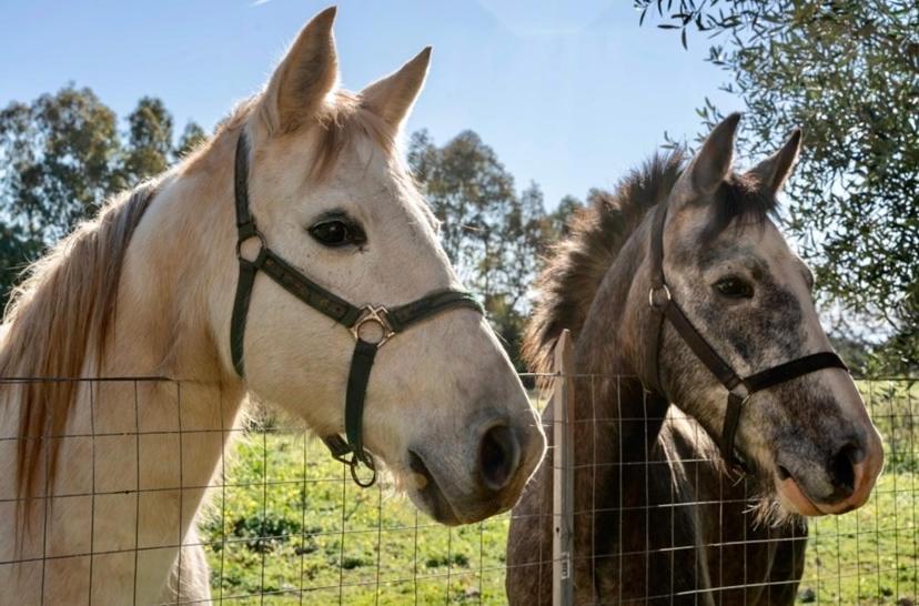 Ferienhaus Casa Provence Family & Friends Mare & Natura *